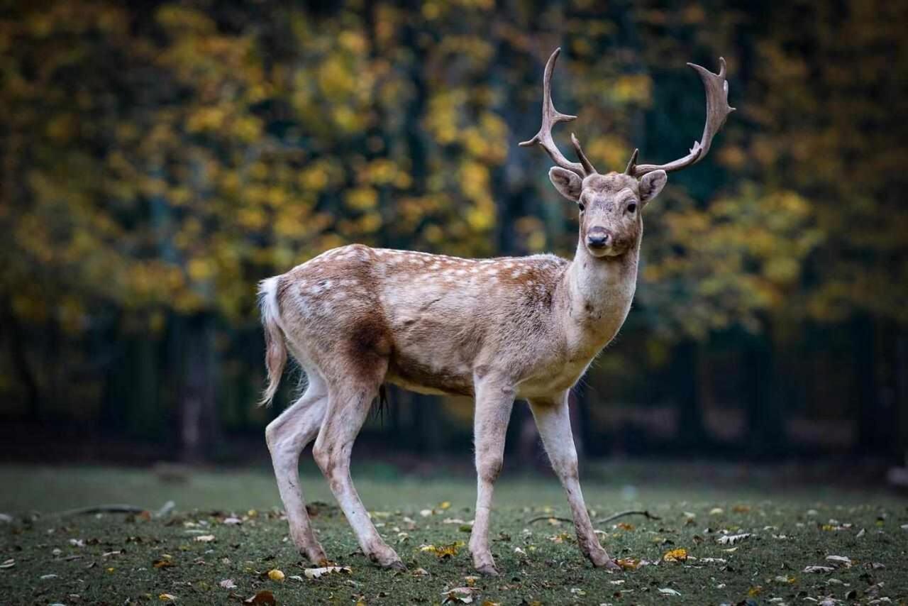 Casa Rural La Carrozal Senda Del Oso Orelleiru Bagian luar foto