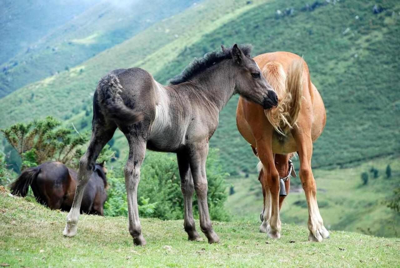 Casa Rural La Carrozal Senda Del Oso Orelleiru Bagian luar foto